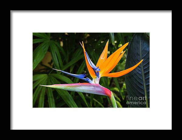 Garden Framed Print featuring the photograph Bird Of Paradise Strelitzia Reginae Flower by Abigail Diane Photography Garden Framed Print featuring the photograph Bird Of Paradise Strelitzia Reginae Flower by Abigail Diane Photography