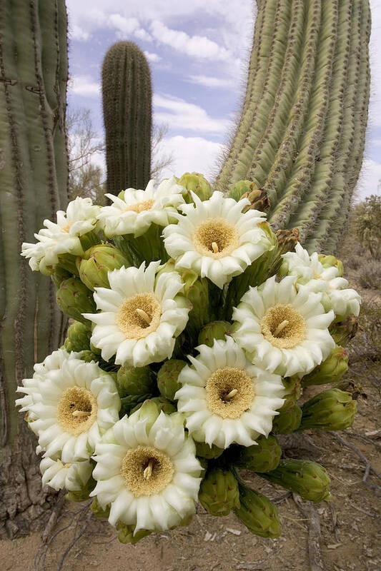 Saguaro Cactus Blossoms Poster by Craig K. Lorenz - Science Source Prints