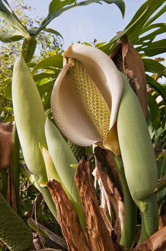 birkin philodendron price Philodendron 'Birkin' | Indoor Plant | Tropical Plant | Potted Plant