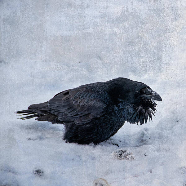 Wildlife Poster featuring the photograph Yard Bird by Fred Denner Wildlife Poster featuring the photograph Yard Bird by Fred Denner