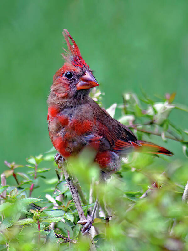 Nature Art Print featuring the photograph Emerging by Gina Fitzhugh Nature Art Print featuring the photograph Emerging by Gina Fitzhugh