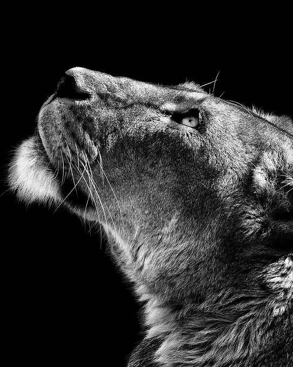 Lioness in Profile View Art Print