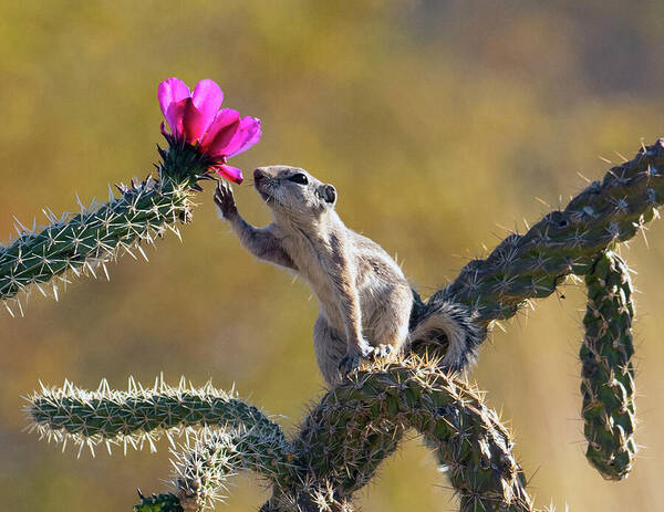 Squirrel Art Print featuring the photograph How Do I Love Thee? by Joe Schofield