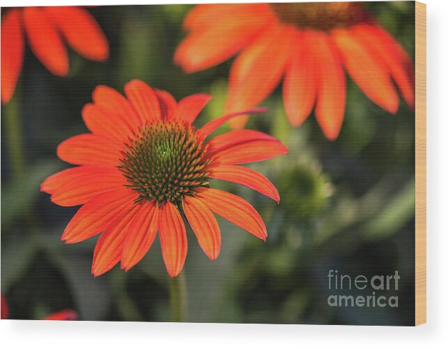 Flower Wood Print featuring the photograph Close Up of an Orange Coneflower by Abigail Diane Photography Flower Wood Print featuring the photograph Close Up of an Orange Coneflower by Abigail Diane Photography