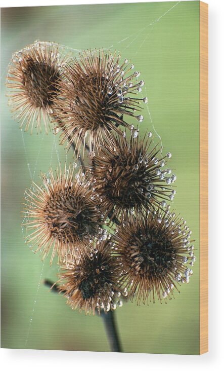 Plant Burrs Covered In Dew Wood Print