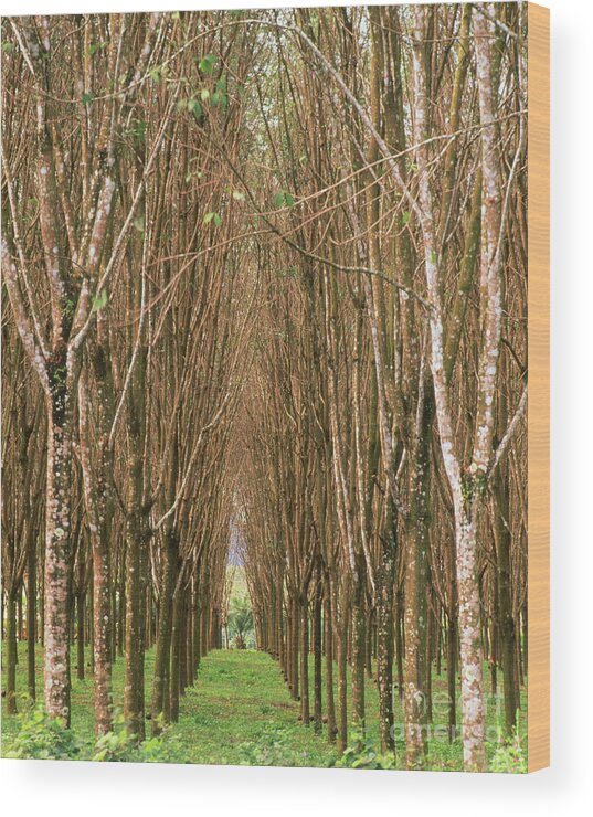 Rubber Tree Plantation Wood Print by John Mead / Science Photo Library -  Science Photo Gallery