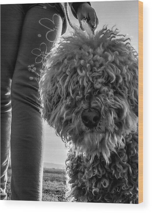 Curly-Haired Dog and Human Legs Wood Print