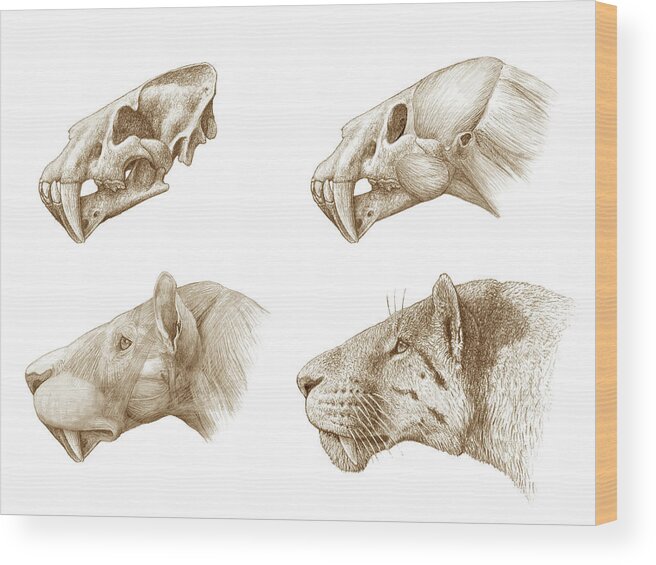Homotherium Sabre-toothed Cat Wood Print by Mauricio Anton