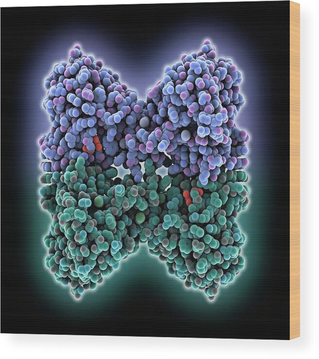 glutathione heart Altered Glutathione Homeostasis in Heart Augments Cardiac Lipotoxicity  Associated with Diet-induced Obesity in Mice main image 1