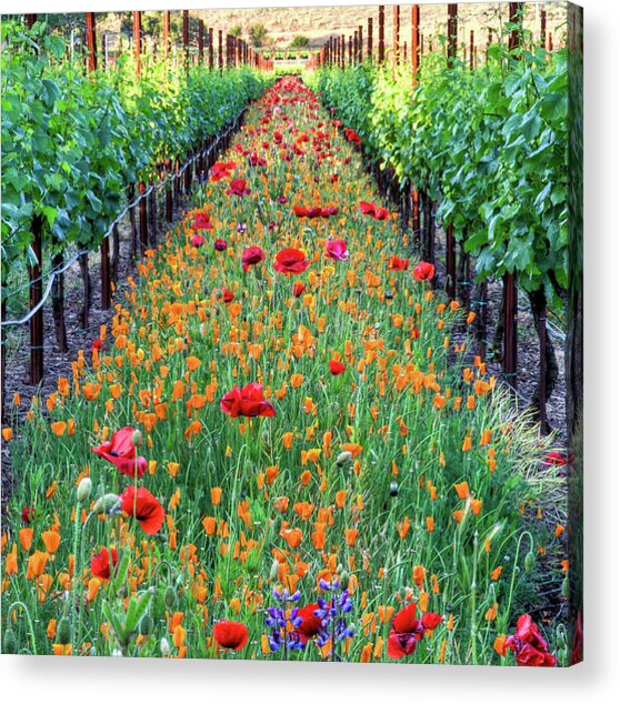 Vibrant Vineyard Pathway Acrylic Print