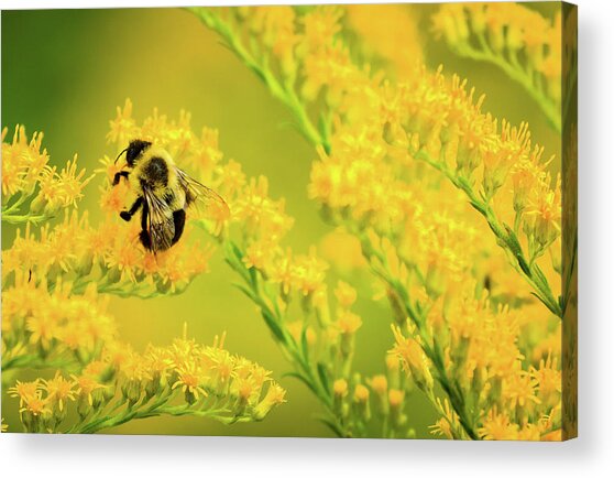 Bumble Bee On Goldenrod Acrylic Print
