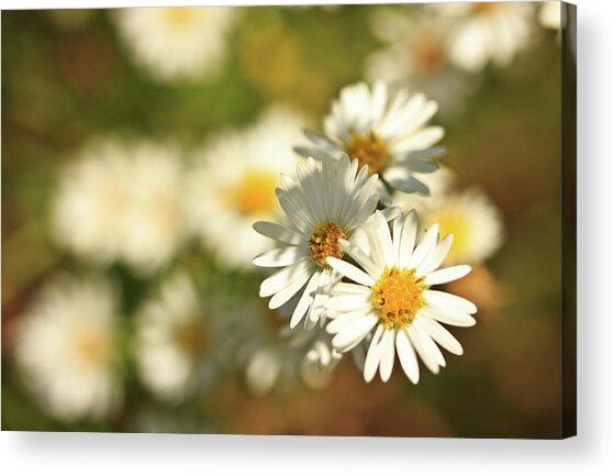 Erigeron Annuus Daisy Like Wildflower Acrylic Print