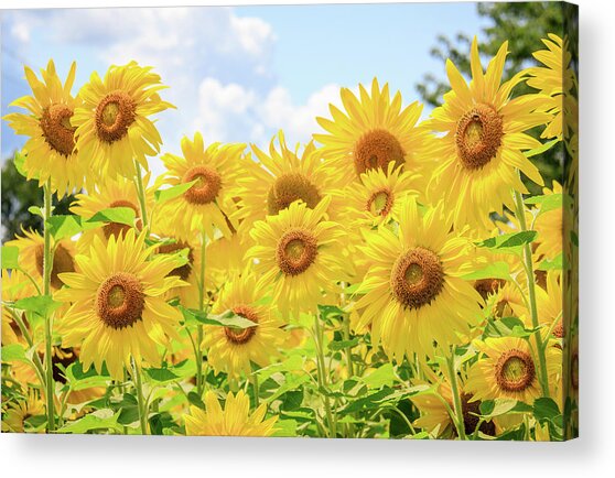 Field Of Sunflower Sunshine Acrylic Print