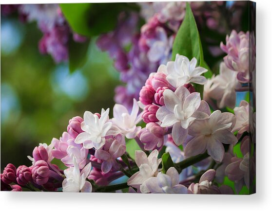 Lilacs Of Spring Acrylic Print