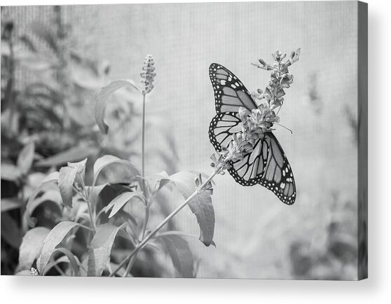 Monarch In Black And White On Sylvia Acrylic Print
