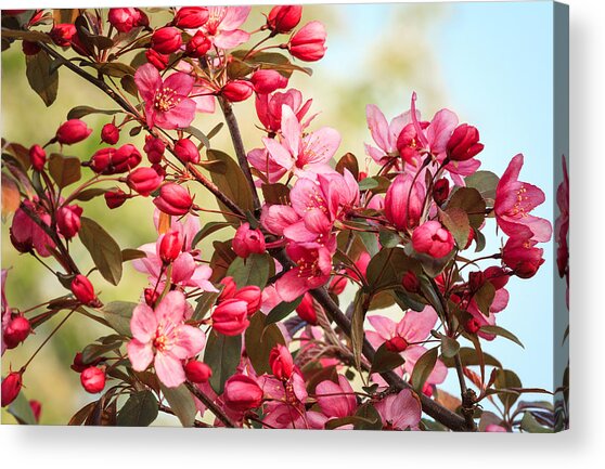 Pink Crabapple Blossoms Acrylic Print
