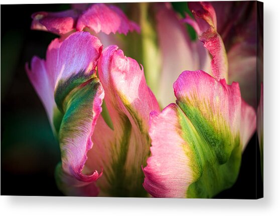 Pink White And Green Parrot Tulips Acrylic Print