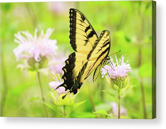 Series Of Yellow Swallowtail #4 Of 6 Acrylic Print