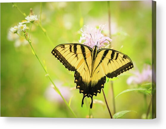 Series Of Yellow Swallowtail #6 Of 6 Acrylic Print