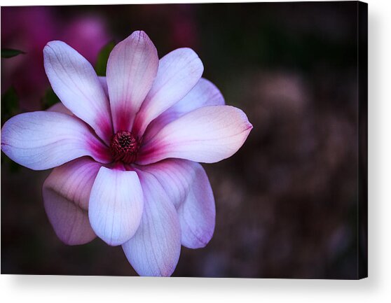 Soft Pink Magnolia Acrylic Print