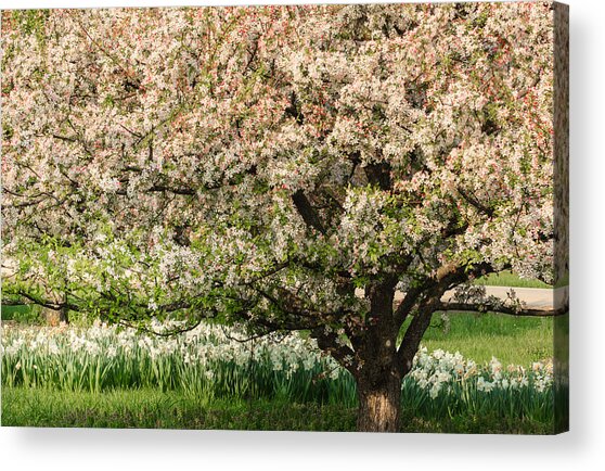 Spring Blossoms Acrylic Print