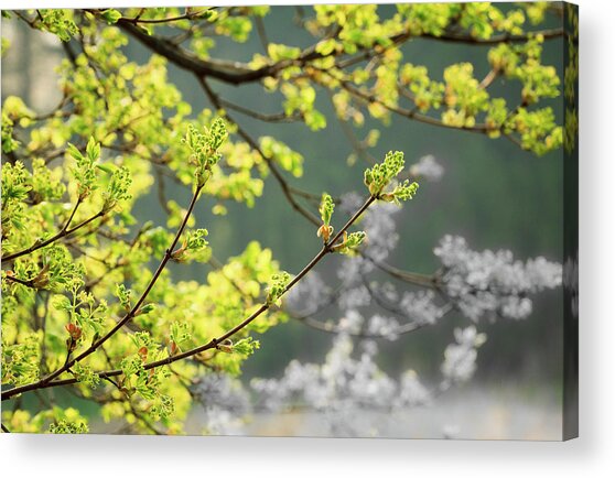 Spring In The Arboretum Acrylic Print