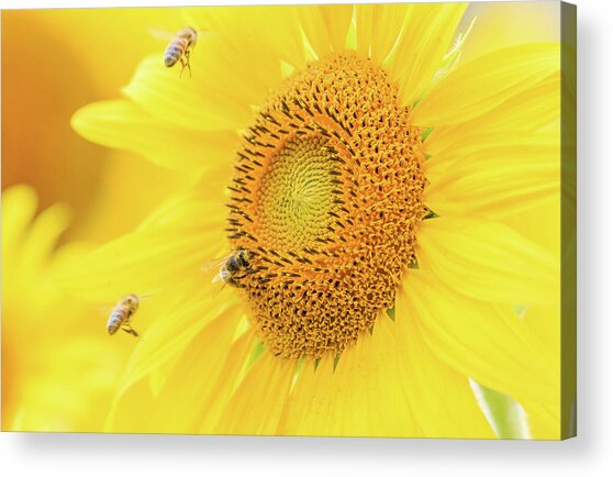 Sunflower And The Bees Acrylic Print