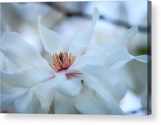 The Center Of Beauty Acrylic Print