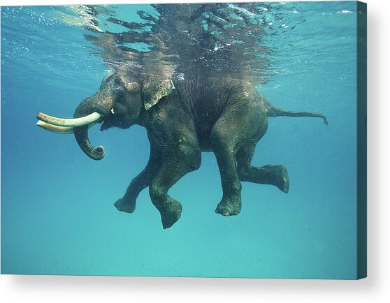 Underwater Elephant Adventure Acrylic Print