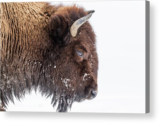 Majestic Bison in Snowy Landscape Acrylic Print