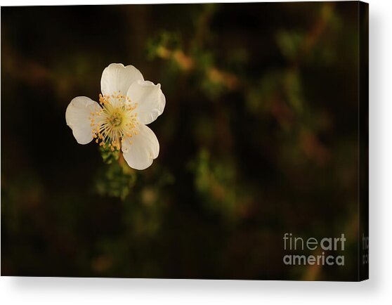 Solitary White Blossom Acrylic Print