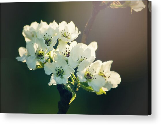 White Blossoms In Evening Light Acrylic Print