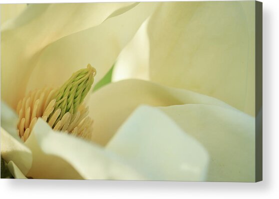 Secret Inner Magnolia Acrylic Print