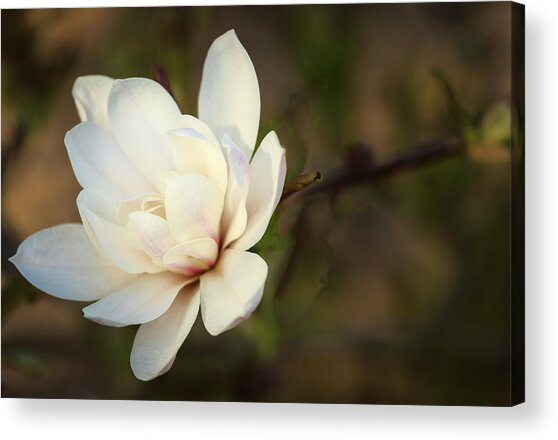 Magnolia In Evening Sun Acrylic Print