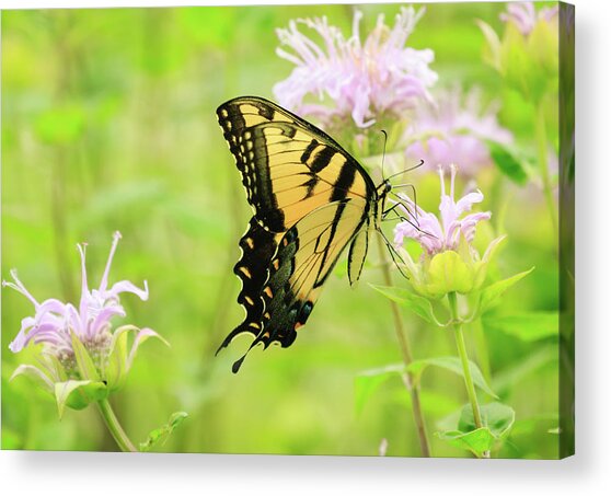Series Of Yellow Swallowtail #1 Of 6 Acrylic Print