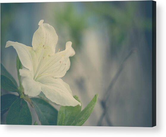 Soft And Beautiful Acrylic Print
