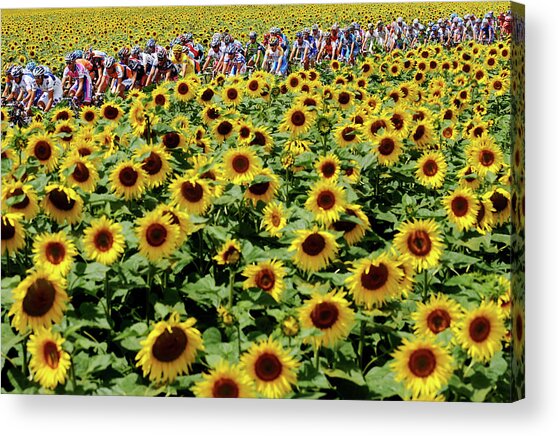 Cyclists Riding Through Sunflower Field Acrylic Print
