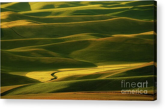 Rolling Hills in Golden Light Acrylic Print