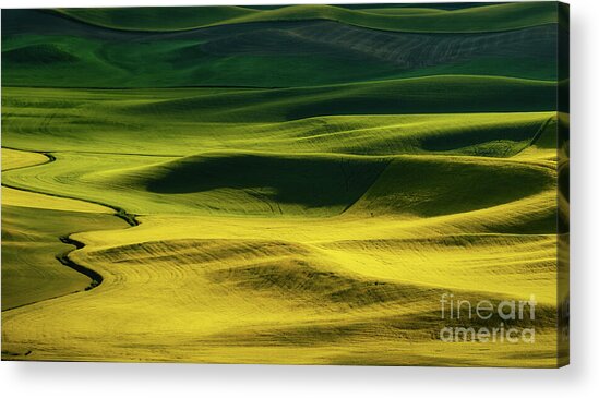 Golden Fields and Rolling Hills Acrylic Print