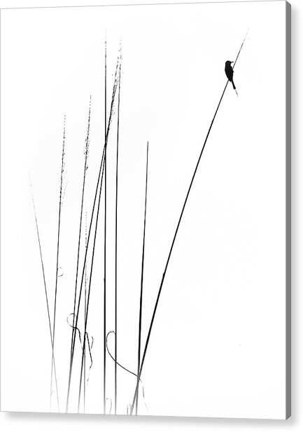 Silhouette of Bird on Tall Grass Acrylic Print