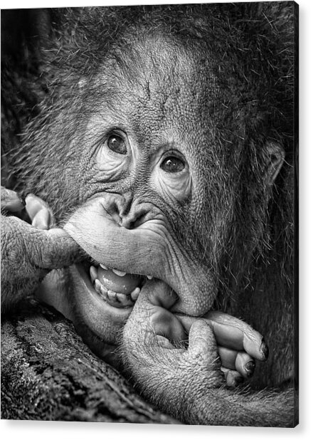 Contemplative Young Orangutan Acrylic Print