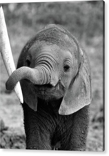 Adorable Baby Elephant with Parent Acrylic Print