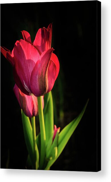 Hot Pink Tulip On Black Acrylic Print