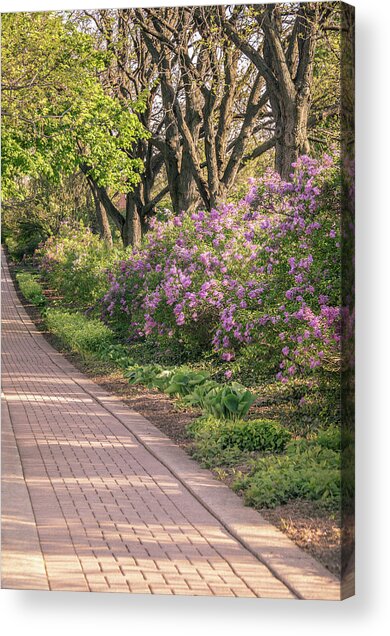 Pathway To Beauty In Lombard Acrylic Print