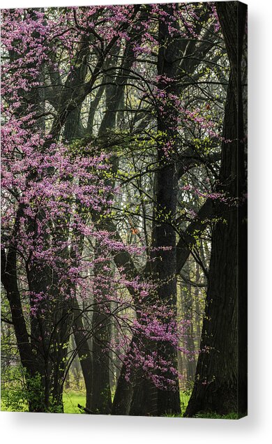 Tall Red Buds In Spring Acrylic Print