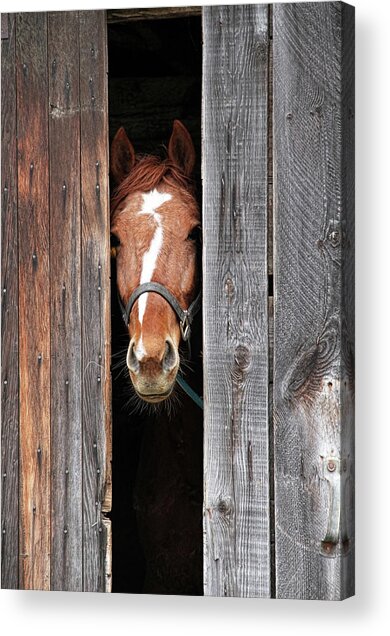 Curious Horse in Barn Doorway Acrylic Print