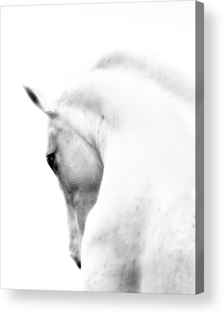 Graceful White Horse in Profile Acrylic Print