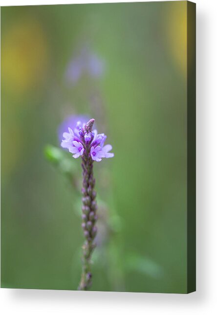 Wild Purple Flower Macro Acrylic Print