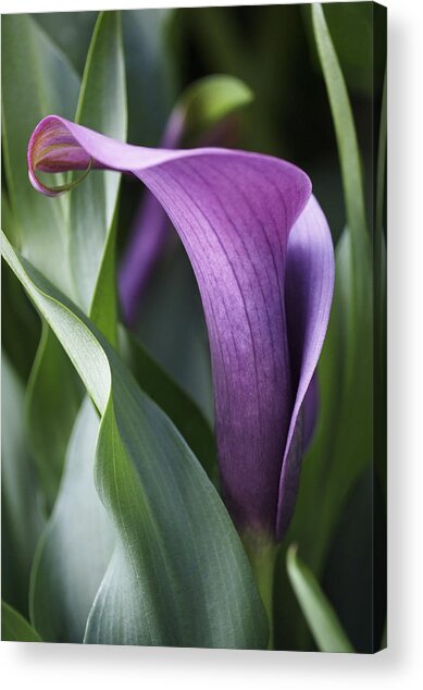 Graceful Purple Calla Lily Acrylic Print