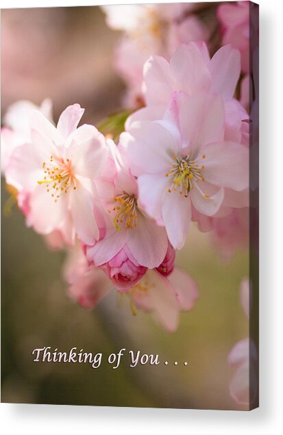 Cherry Blossoms Thinking Of You Acrylic Print